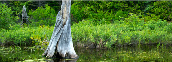 About Evergreen Aquatic